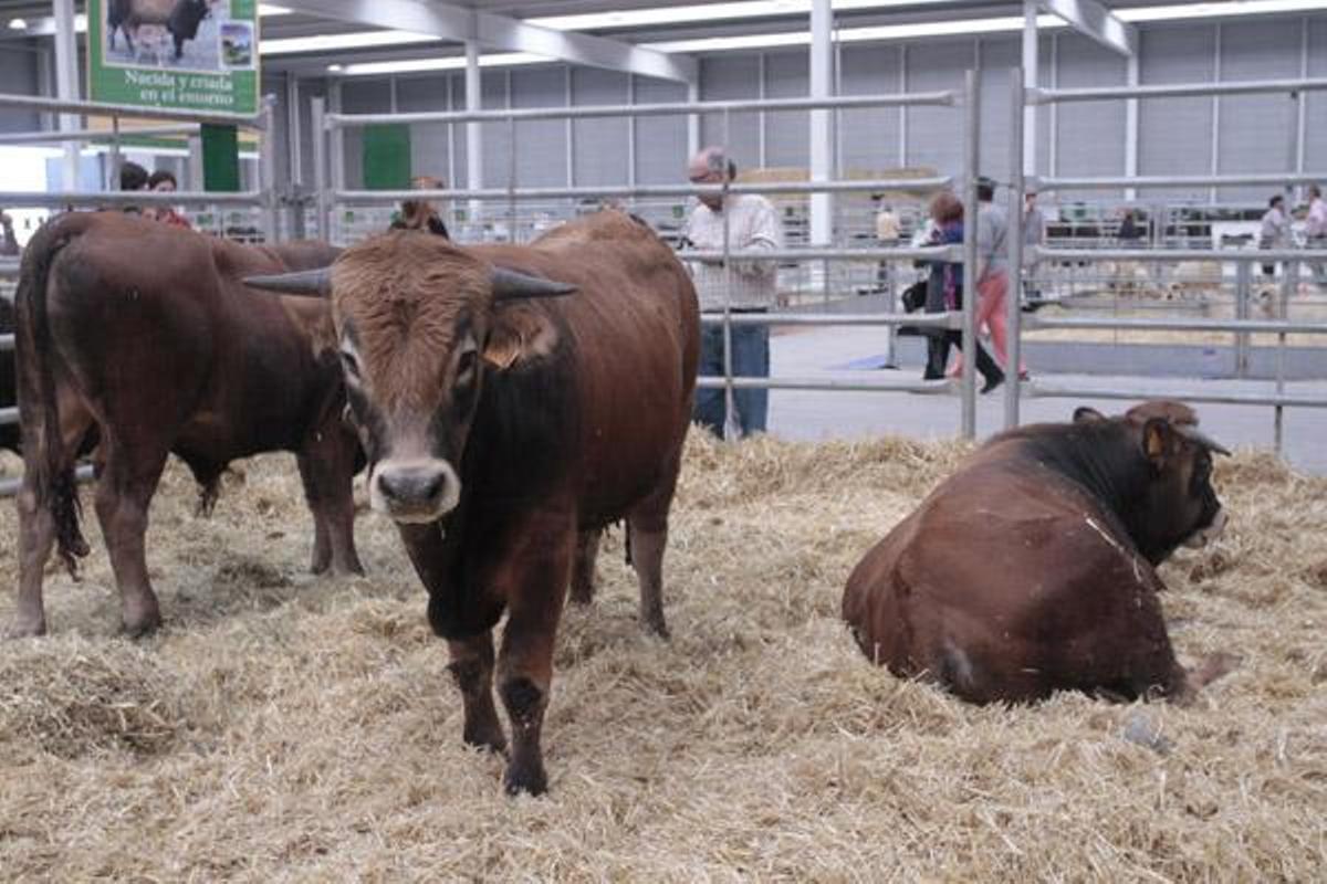 Ejemplares de ganado bovino en una feria celebrada en la provincia.