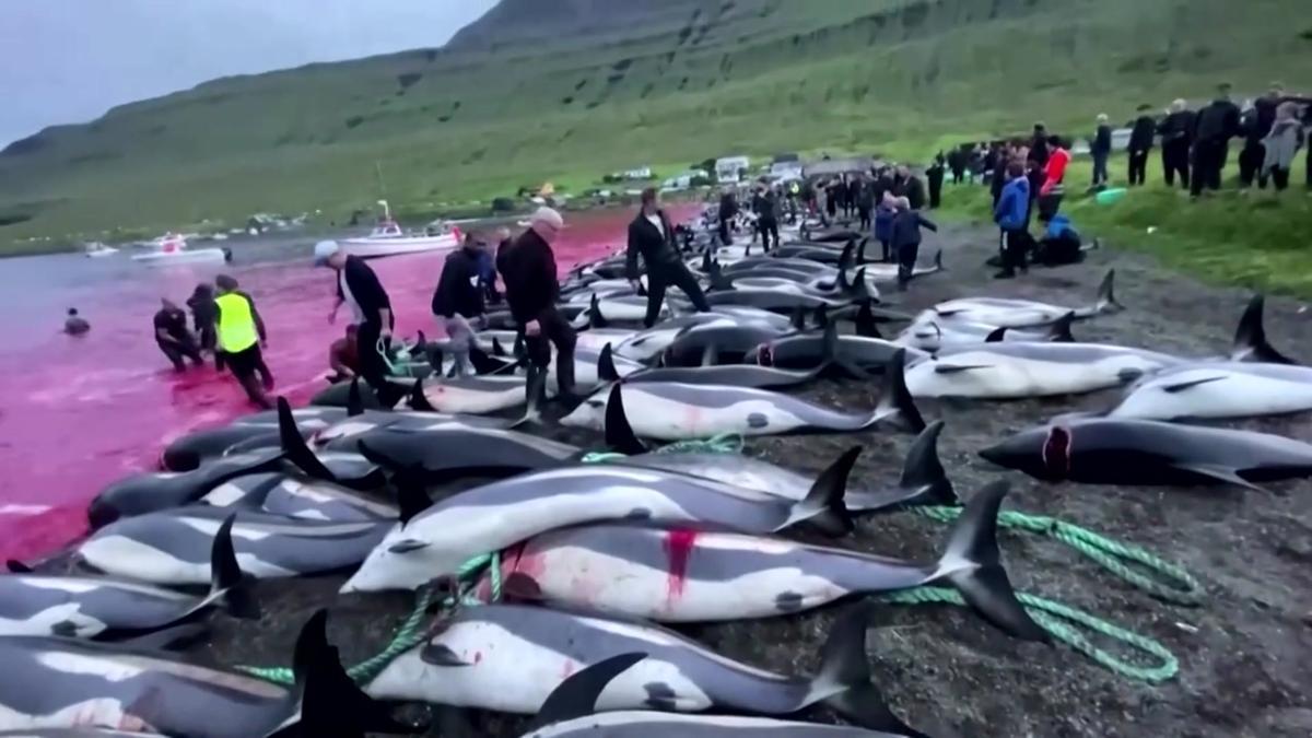 Más de 1.400 delfines muertos en una jornada de caza tradicional en las islas Feroe.