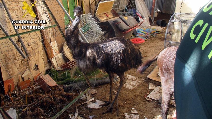Animales sin identificar ni registrar y en malas condiciones higinénico-sanitarias en un recinto de Lorca (Murcia)