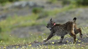 Muere un nuevo ejemplar de lince ibérico en una carretera del entorno de Doñana