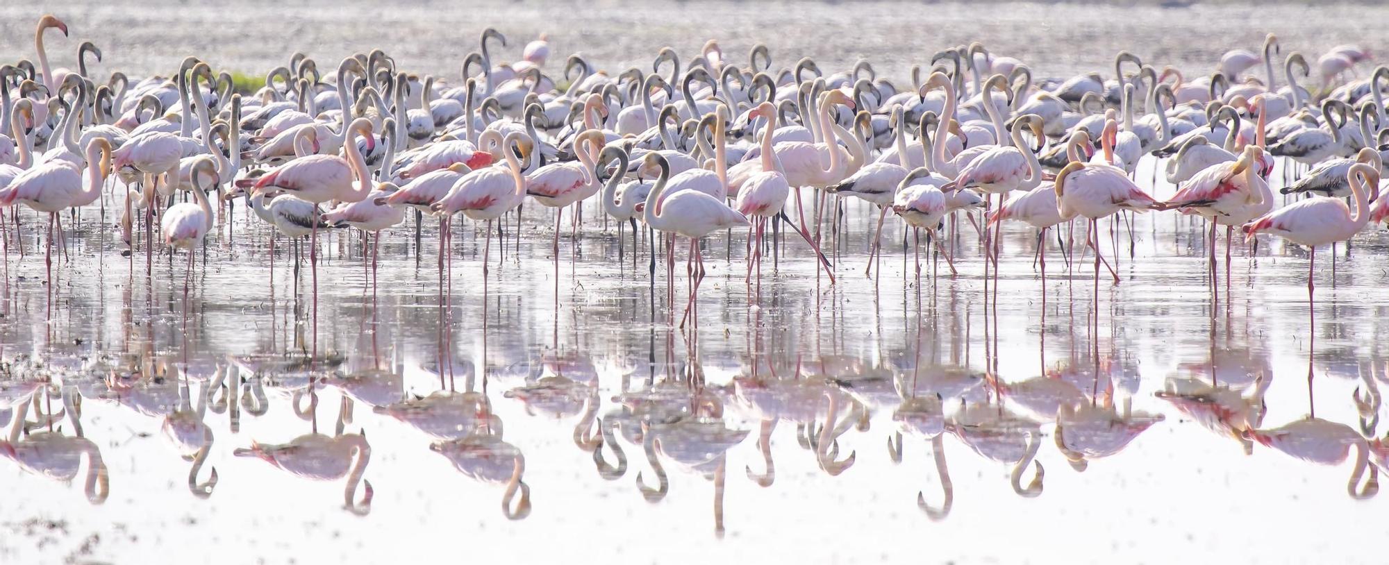 El Parc Natural de l'Albufera, una "joya fotográfica"