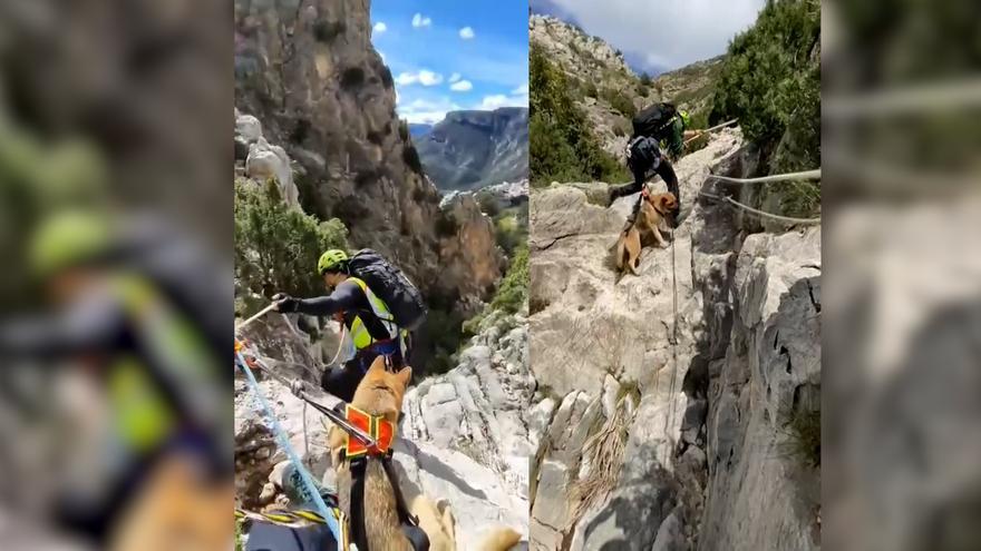 El espectacular rescate de dos perros atrapados en un risco