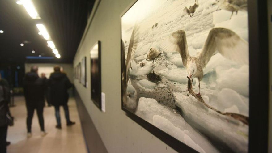 El impacto del deshielo, en fotos en el Aquarium
