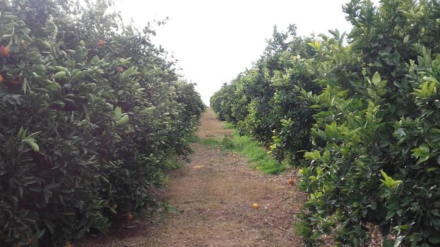 Cerca de 20.000 kilos de naranjas robados en Cheste y Chiva