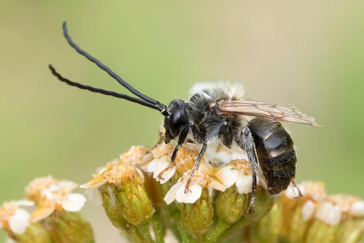 Una abeja del género Eucera