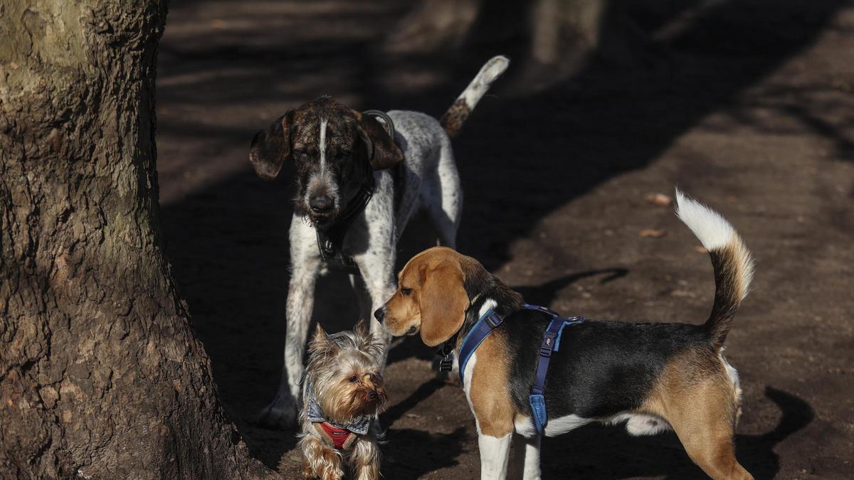 Tres perros juegan en el parque canino del Campo San Francisco.