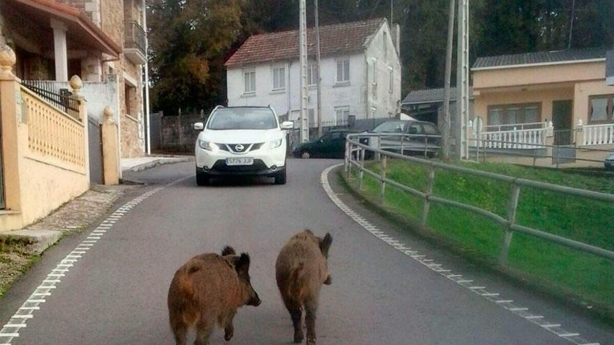 Una pareja de jabalíes recorre Riobao