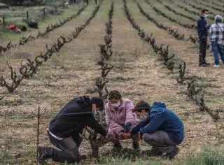 El vino más especial de La Mata