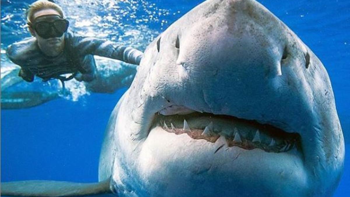 Los tiburones podrían convertirse en víctimas masivas colaterales del covid-19 por el uso del escualeno en las vacunas