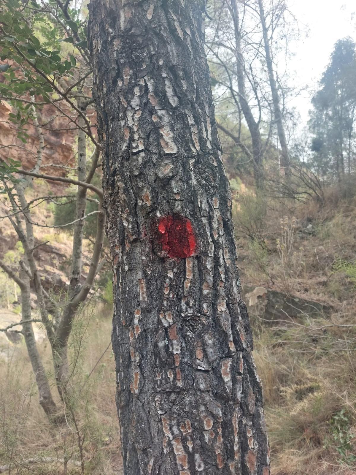 Pintada en un árbol del Barranco de las Salinas en Cirat tras un acto vandálico