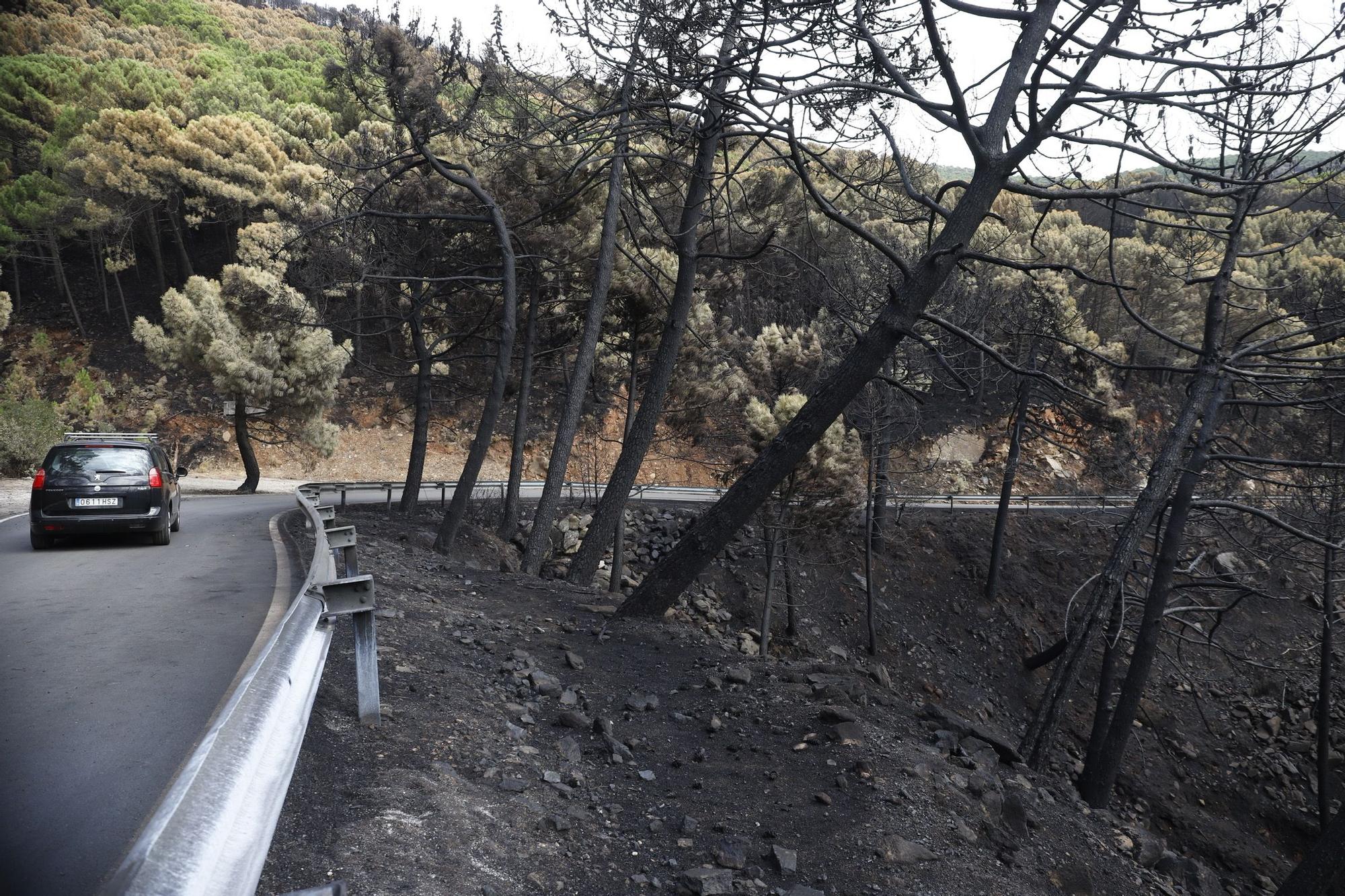 El Paraje de las Peñas Blancas en Estepona arrasado por el fuego