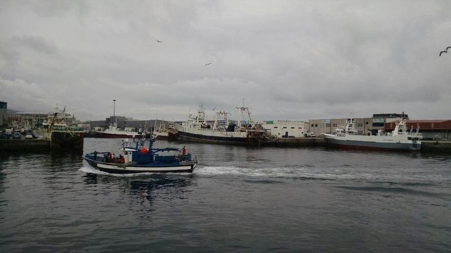 Pesca cierra la anchoa tras una campaña en la que se cuadriplicaron las descargas en Galicia