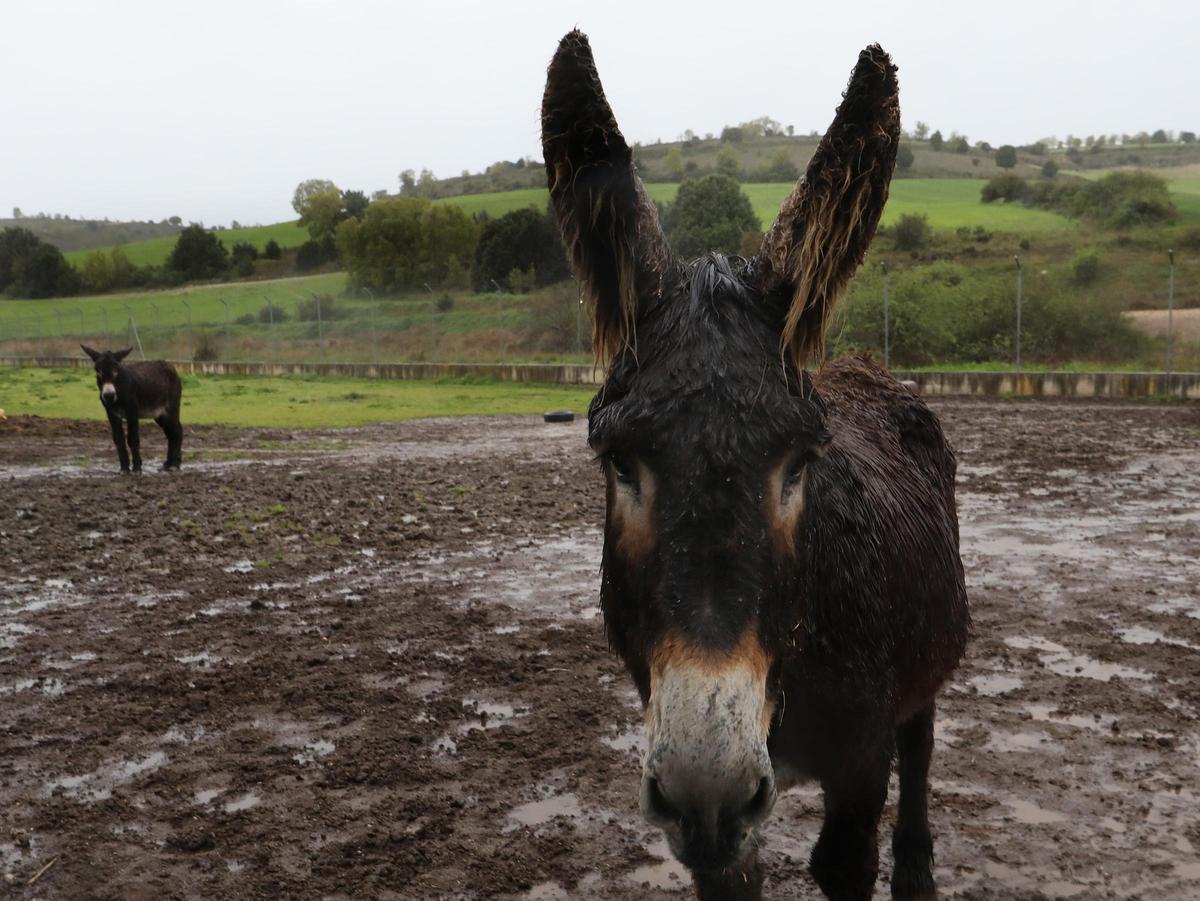 Uno de los burros del centro de ocio.