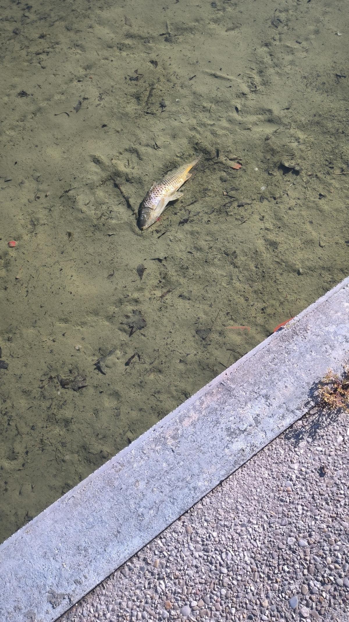 El lamentable estado de un lago en Parque Goya donde hay peces muertos y agonizantes