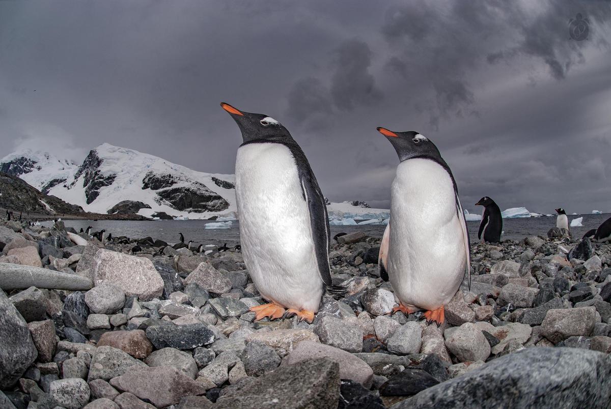 L’Antàrtida és la llar de diverses espècies de pingüins.