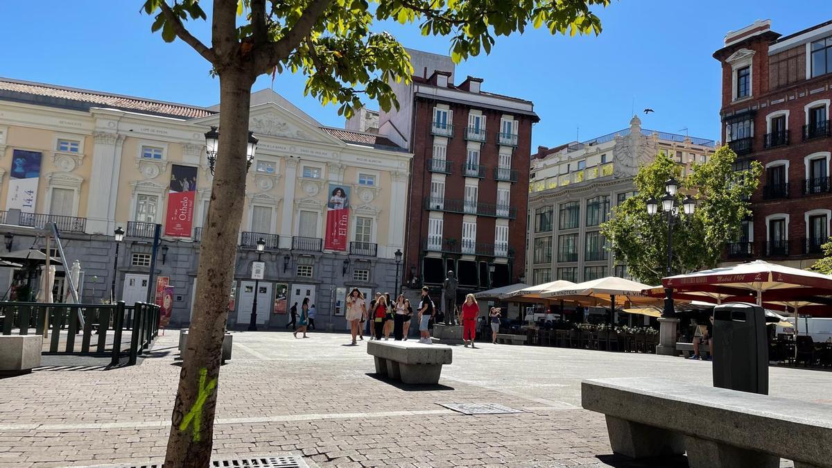 Árbol en la plaza de Santa Ana con el tronco marcado para ser talado.