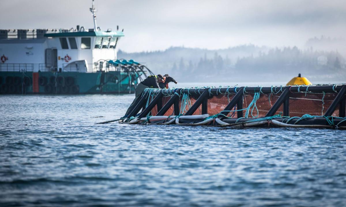 Empleados de Cooke en una de sus jaulas de cría