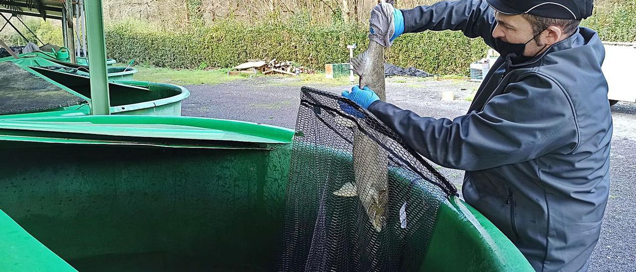 Berrocal evalúa el estado de  madurez de una hembra tocando  su vientre. Sobre estas líneas, de arriba abajo, la extracción de  huevas de una hembra y la fecundación de las mismas con el semen  de un macho. | S. Arias