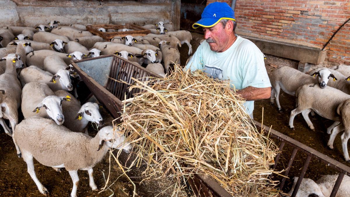 Ramon Cornellana, en el corral del Puiggròs donde tiene el rebaño de ovejas encerrado. Decidió dejar el pastoreo en el Pirineo y volver a Puiggròs después de que un oso le matase cinco ovejas y otras cinco desaparecieran