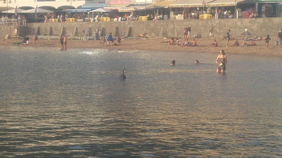 Un cisne negro en la playa de Mogán