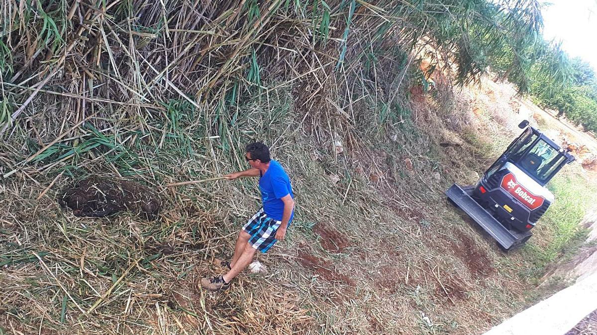 Dénia acaba con las madrigueras de los jabalíes que atacaron a dos vecinos