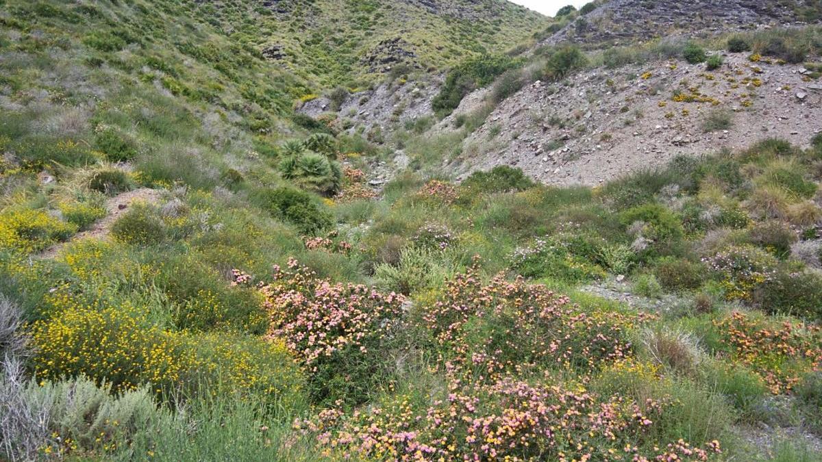 El arbusto &#039;Lantana camara&#039;,
en Cala Reona (Calblanque). carm