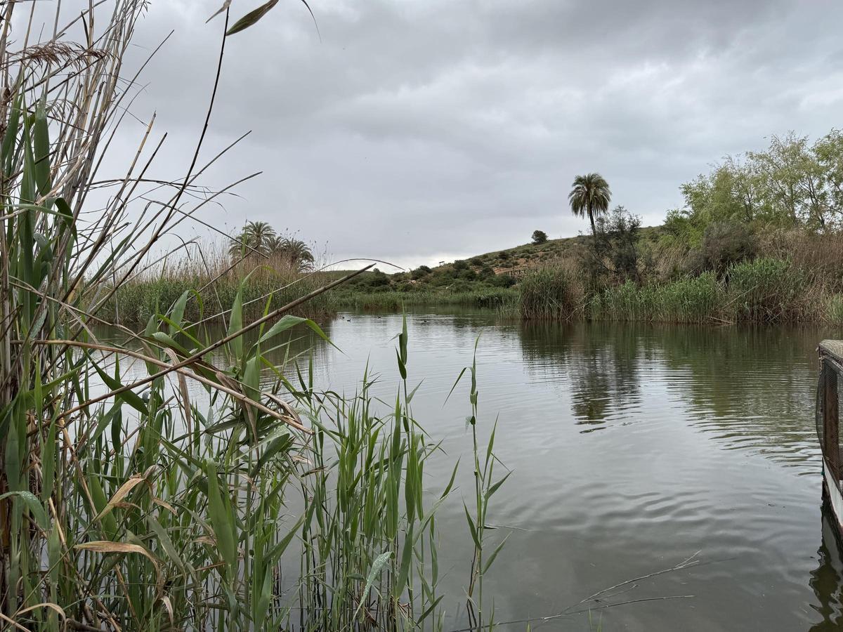 El paraje natural de El Clot de Galvany en Elche este mediodía, tras la suelta de las aves