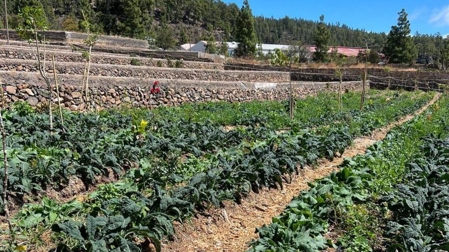 Una zona de este bosque verde productivo en su estado reciente. | E.D.