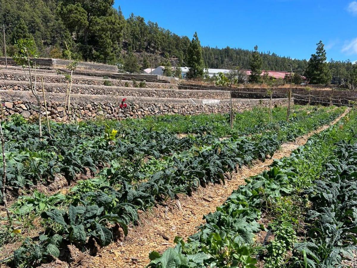 Una zona de este bosque verde productivo en su estado reciente. | E.D.