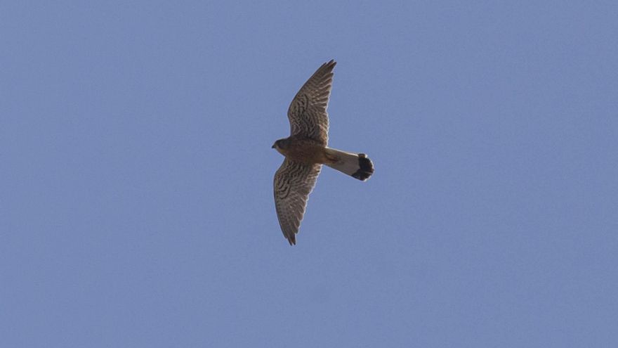 La Tahonilla wildlife center recovered 18 birds with glue on wings