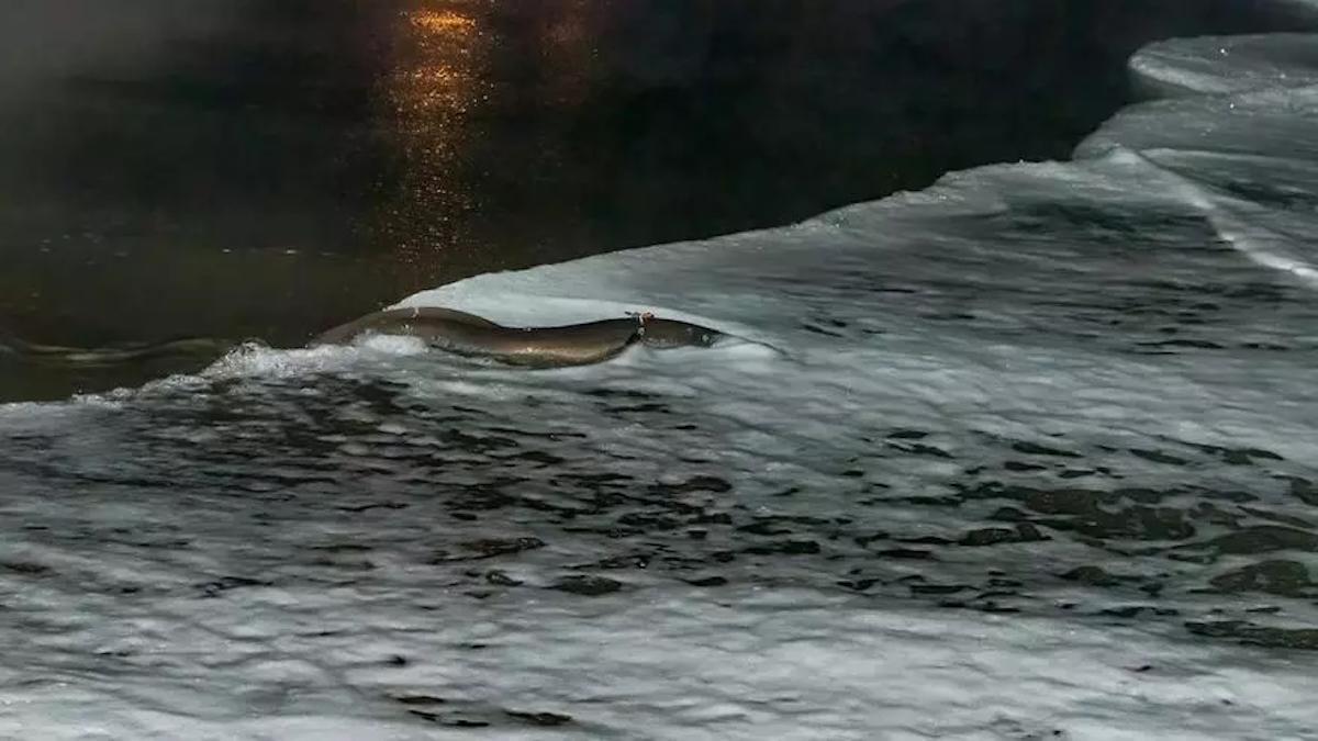 Anguila provista de radiotransmisor.