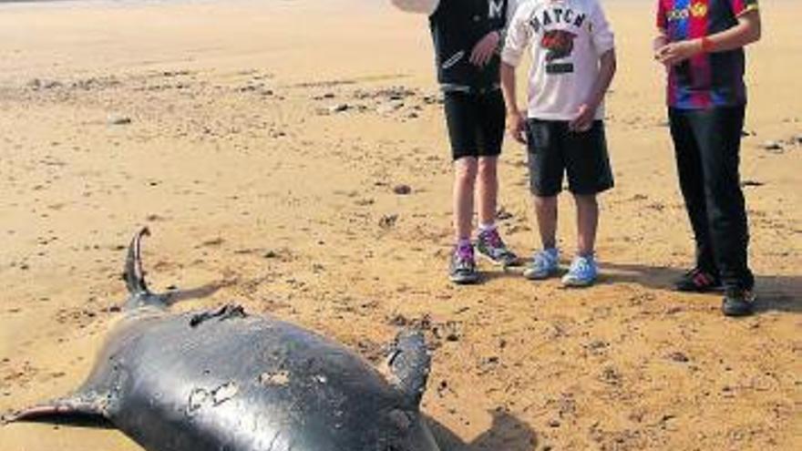 Aparece un delfín muerto en Ribadesella