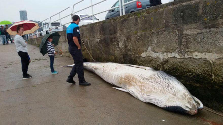 Una ballena aparece varada en Redondela