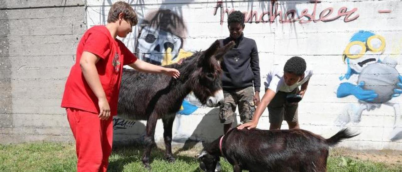 En el CEE de Panxón, burro, cabras, gansos y gallinas forman parte del cuidado proyecto educativo.   | // RICARDO GROBAS