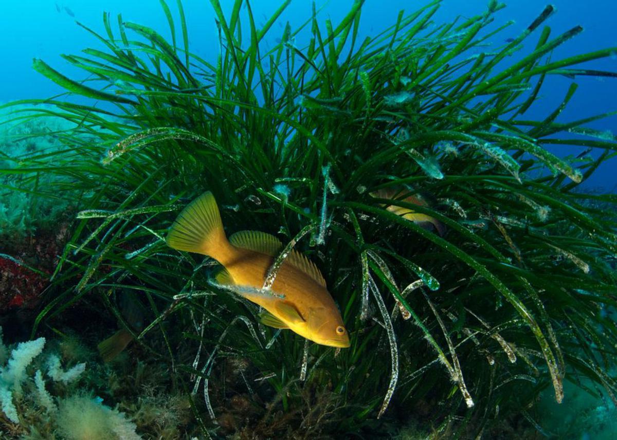 Las praderas de posidonia son hogar de numerosas especies. | JOAN COSTA