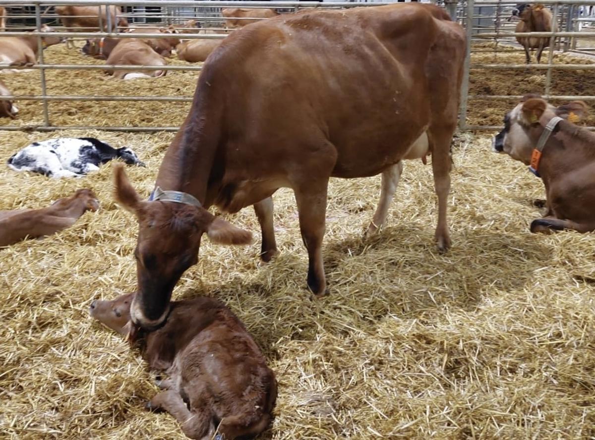 Vacas con collares de actividad
