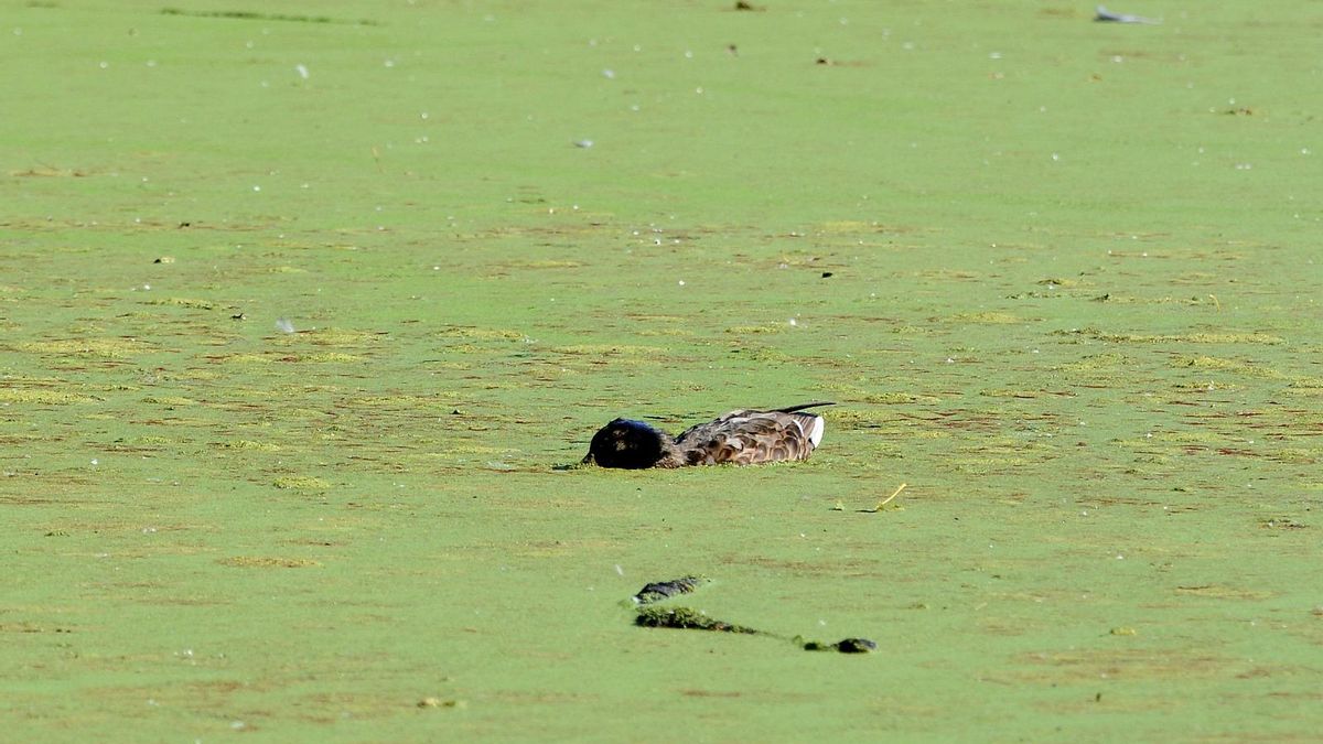 Aves mortas na lagoa de A Congorza, no ámbito de Massó, nunha imaxe de Adega.