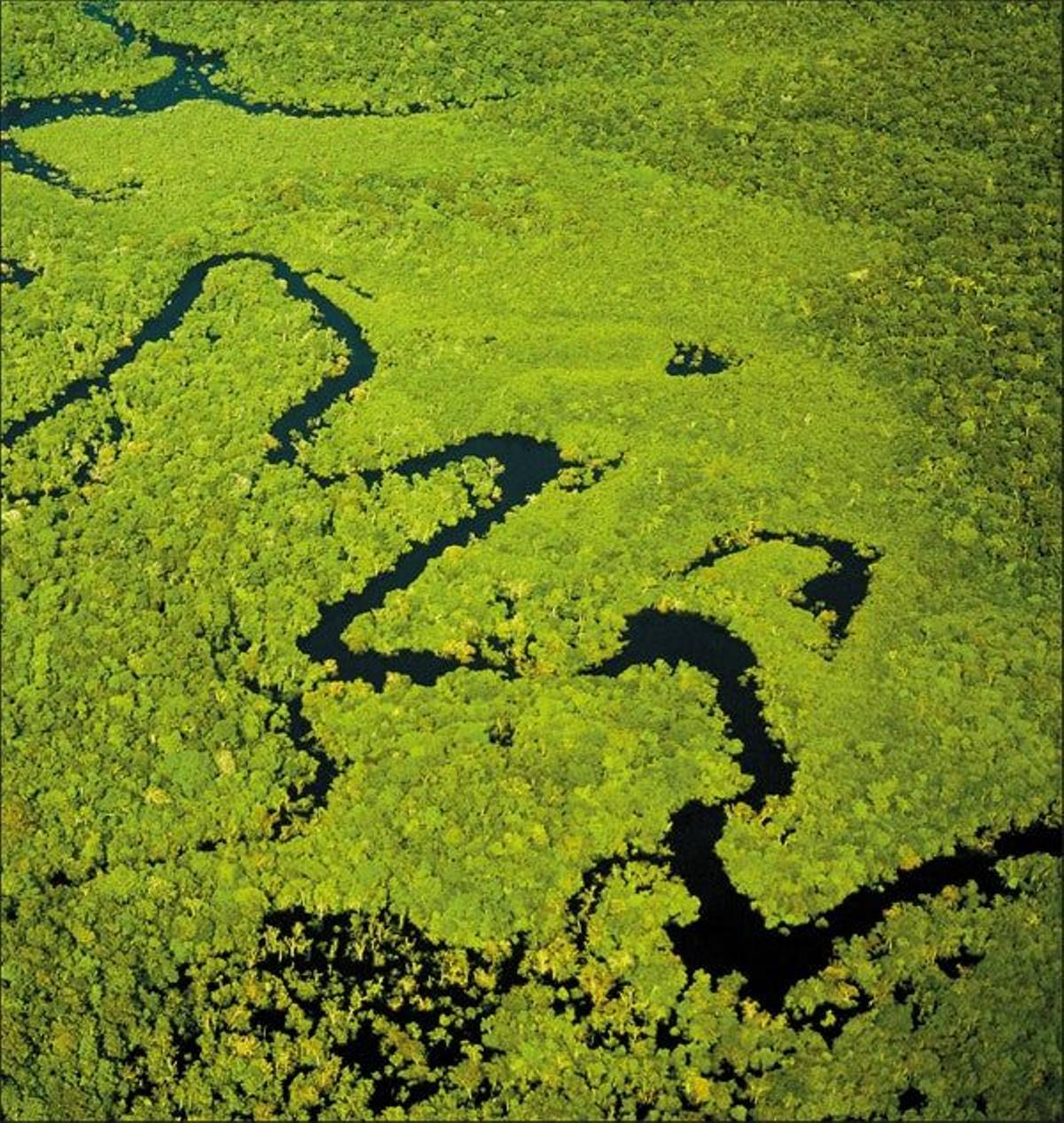 La Selva del Amazonas, el
gran pulmón natural del
planeta, posee una inigualable
riqueza biológica