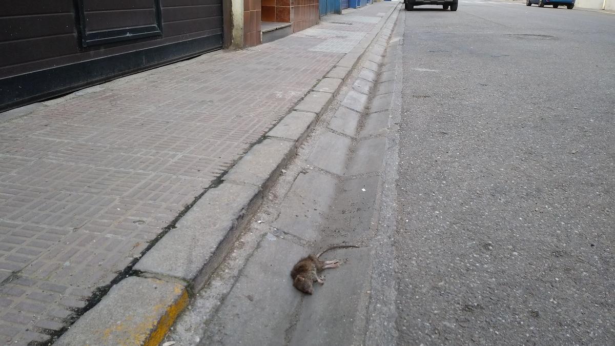 Una rata en la calle Doctor Villalobos de Zamora.