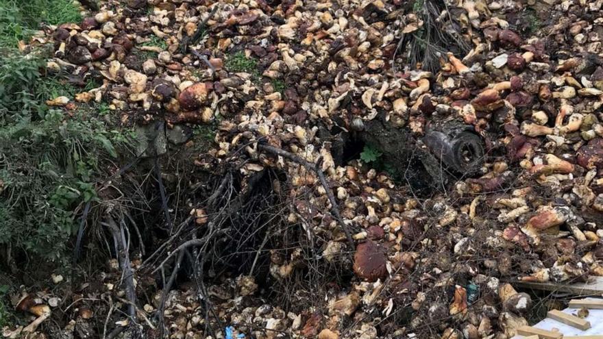 Aparecen kilos de boletus en la escombrera de un pueblo de Zamora