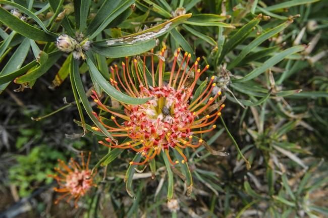 Visita a una plantacion de proteas een la Granja Agrícola del Cabildo. FOTOS: JC CASTRO