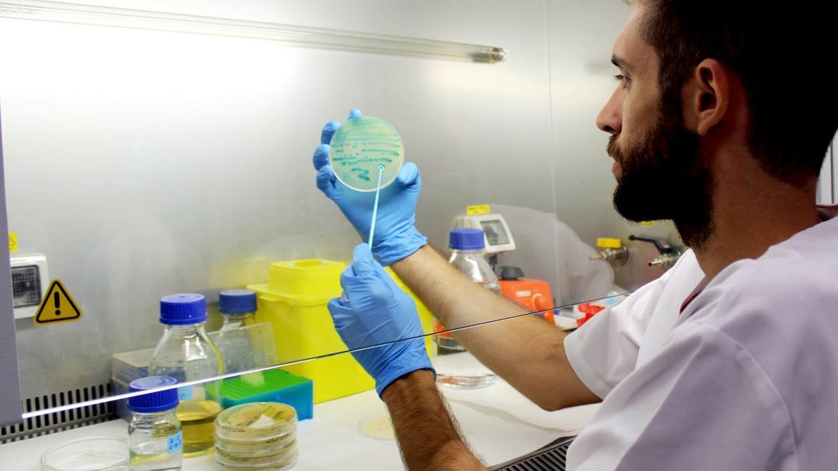 Un investigador sostiene un cultivo de listeria.