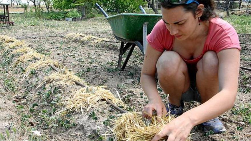 La responsable de Terra Viva, Marta Serra, cuidant plantes d&#039;espígol