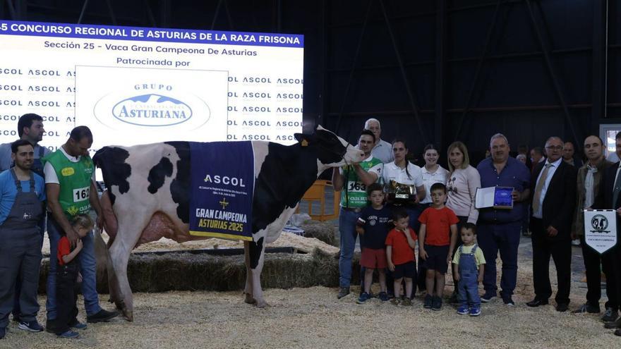 Se llama &quot;Romilita&quot; y se ha llevado por segunda vez consecutiva el título de mejor vaca de Asturias