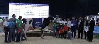 Se llama "Romilita" y se ha llevado por segunda vez consecutiva el título de mejor vaca de Asturias