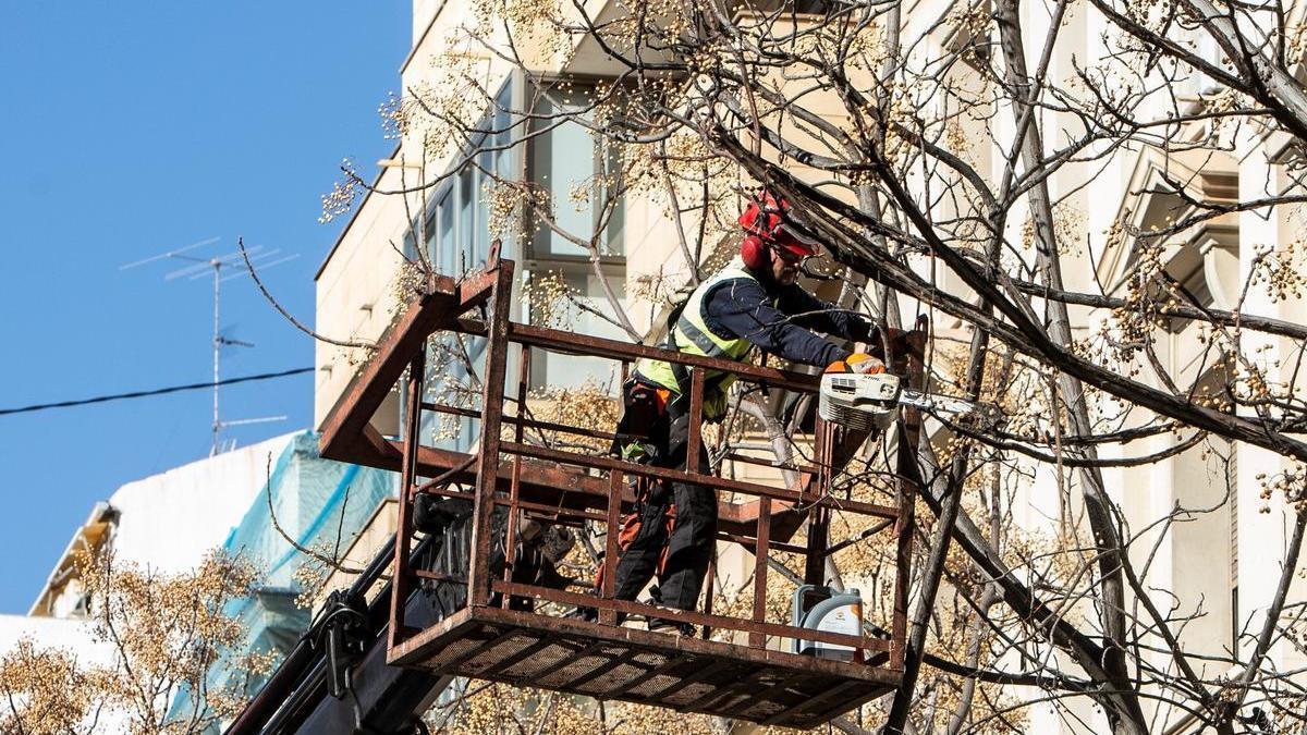 Trabajos de poda previos al traslado de las melias, que acabarán en el parque de Sergio Melgares en Playa de San Juan