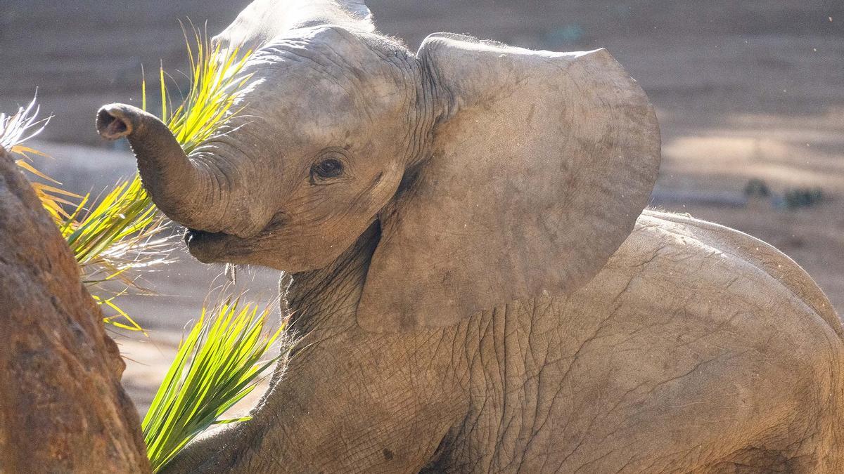 Makena, la cría de elefante nacida en 2022.