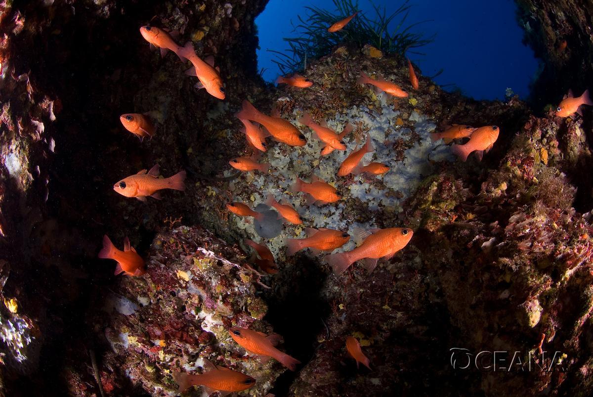 El canal de Menorca alberga fondos de gran riqueza y biodiversidad