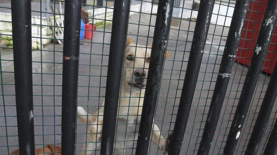 Uno de los perros acogidos en el refugio municipal del Concello, que gestiona Progape. | Iñaki Osorio