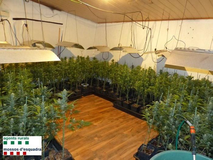 La plantació de marihuana comissada a Sant Joan de Mollet